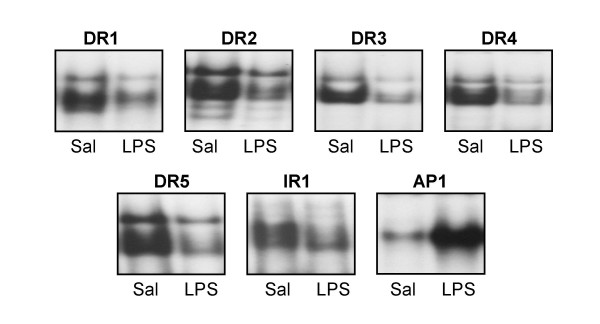 Endotoxin leads to rapid subcellular re-localization of hepatic RXRalpha: A novel mechanism for reduced hepatic gene expression in inflammation.