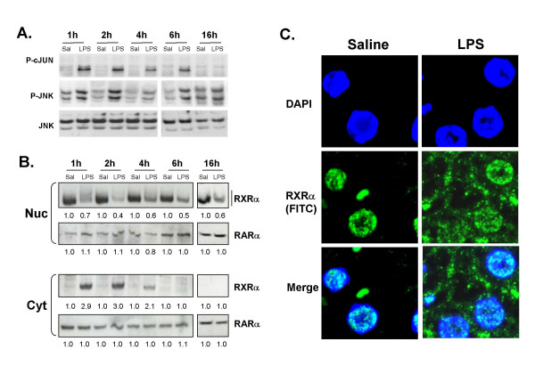 Endotoxin leads to rapid subcellular re-localization of hepatic RXRalpha: A novel mechanism for reduced hepatic gene expression in inflammation.