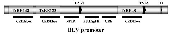 Comparison of bovine leukemia virus (BLV) and CMV promoter-driven reporter gene expression in BLV-infected and non-infected cells.