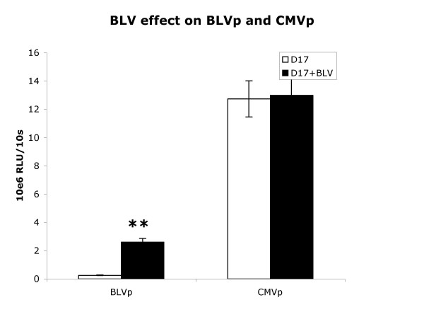 Comparison of bovine leukemia virus (BLV) and CMV promoter-driven reporter gene expression in BLV-infected and non-infected cells.