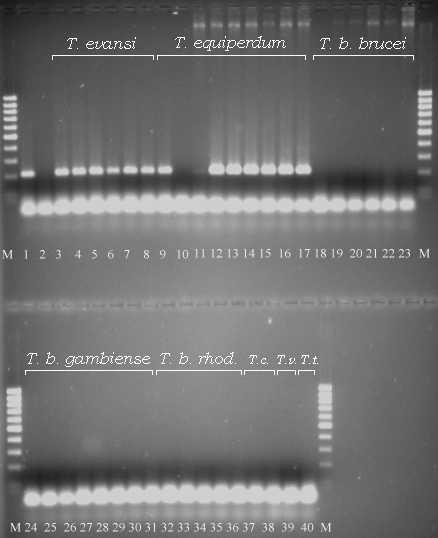 Variable Surface Glycoprotein RoTat 1.2 PCR as a specific diagnostic tool for the detection of Trypanosoma evansi infections.