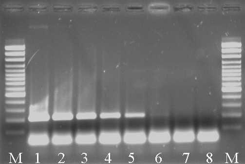 Variable Surface Glycoprotein RoTat 1.2 PCR as a specific diagnostic tool for the detection of Trypanosoma evansi infections.