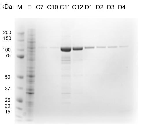 Single-step purification of full-length human androgen receptor.