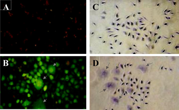 Experimental study of the function of the excreted/secreted Leishmania LmSIR2 protein by heterologous expression in eukaryotic cell line.