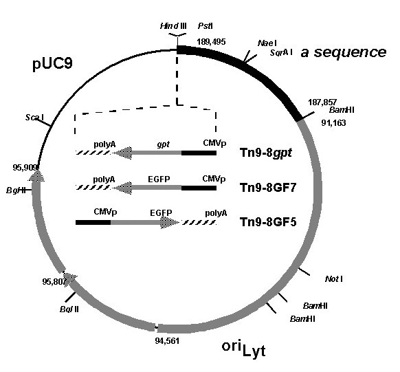 Human cytomegalovirus plasmid-based amplicon vector system for gene therapy.