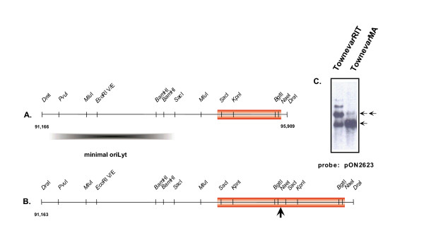 Human cytomegalovirus plasmid-based amplicon vector system for gene therapy.