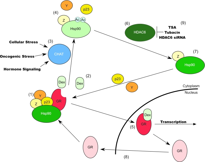 Chaperoning steroid hormone signaling via reversible acetylation.