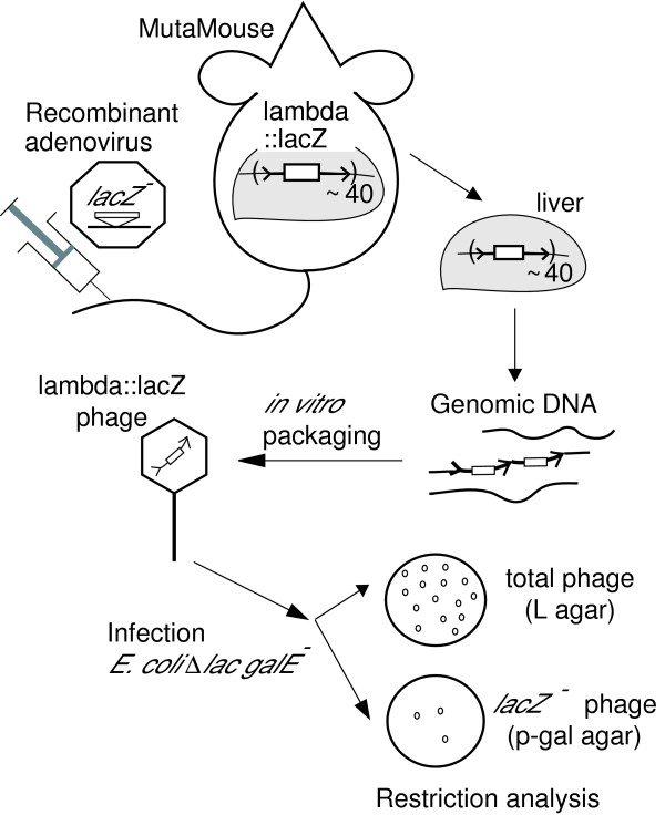 A trial of somatic gene targeting in vivo with an adenovirus vector.