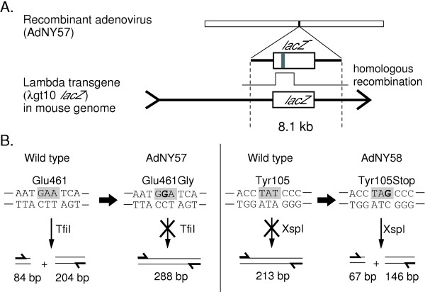 A trial of somatic gene targeting in vivo with an adenovirus vector.