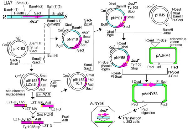 A trial of somatic gene targeting in vivo with an adenovirus vector.