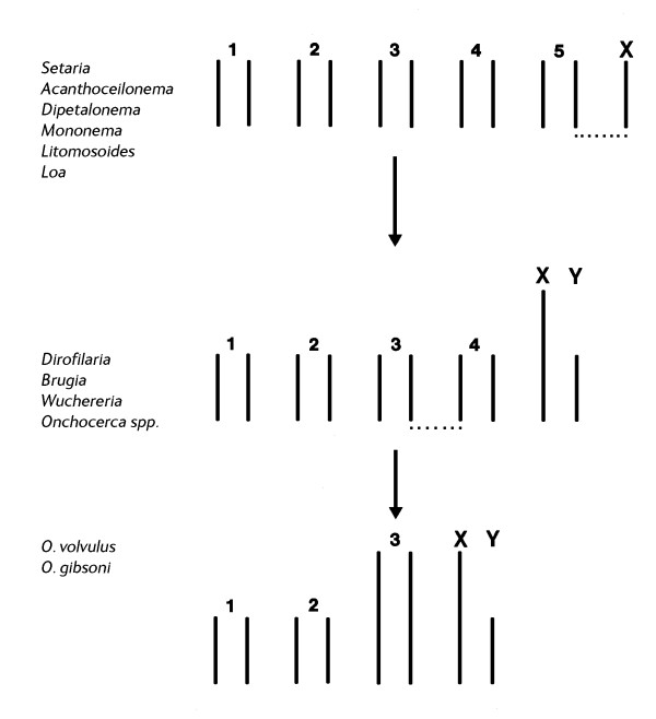 The chromosomes of the Filariae.