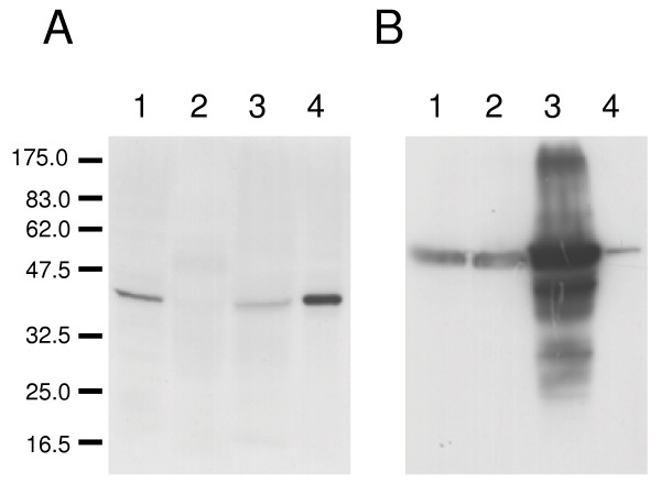 LmxMPK4, a mitogen-activated protein (MAP) kinase homologue essential for promastigotes and amastigotes of Leishmania mexicana.