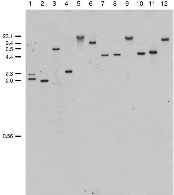 LmxMPK4, a mitogen-activated protein (MAP) kinase homologue essential for promastigotes and amastigotes of Leishmania mexicana.