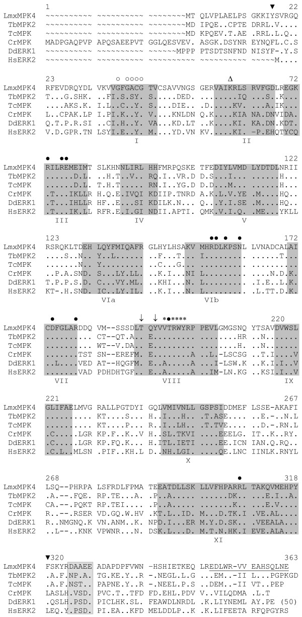 LmxMPK4, a mitogen-activated protein (MAP) kinase homologue essential for promastigotes and amastigotes of Leishmania mexicana.