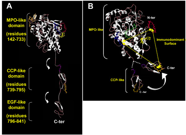 Localization of the immunodominant region on human thyroid peroxidase in autoimmune thyroid diseases: an update.