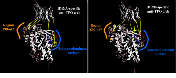 Localization of the immunodominant region on human thyroid peroxidase in autoimmune thyroid diseases: an update.