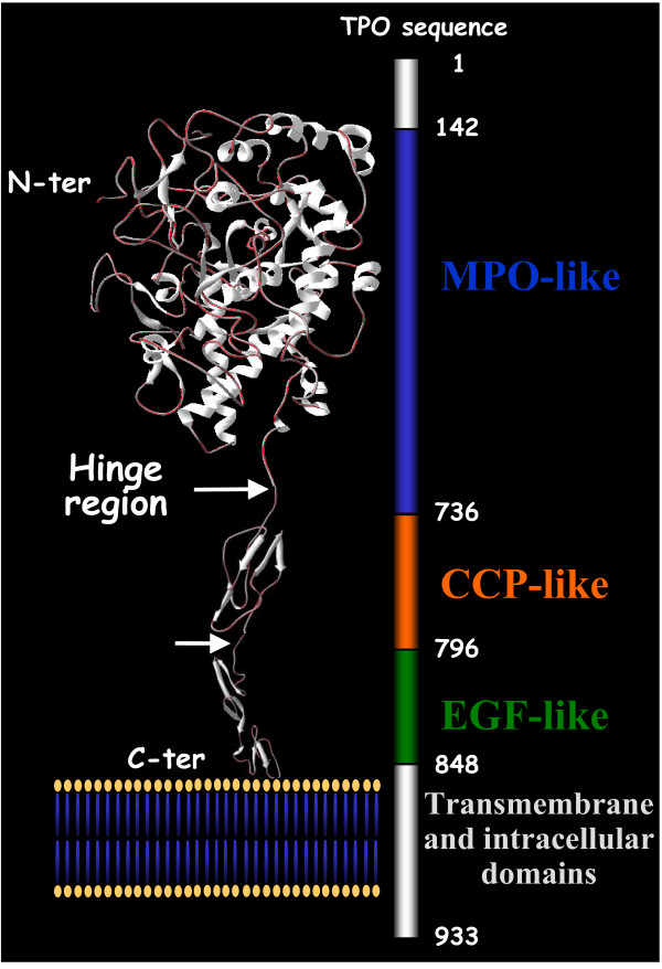 Localization of the immunodominant region on human thyroid peroxidase in autoimmune thyroid diseases: an update.