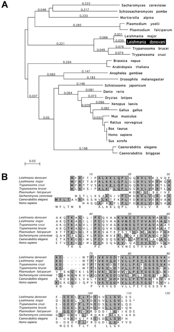 Stage-specific expression of the mitochondrial co-chaperonin of Leishmania donovani, CPN10.