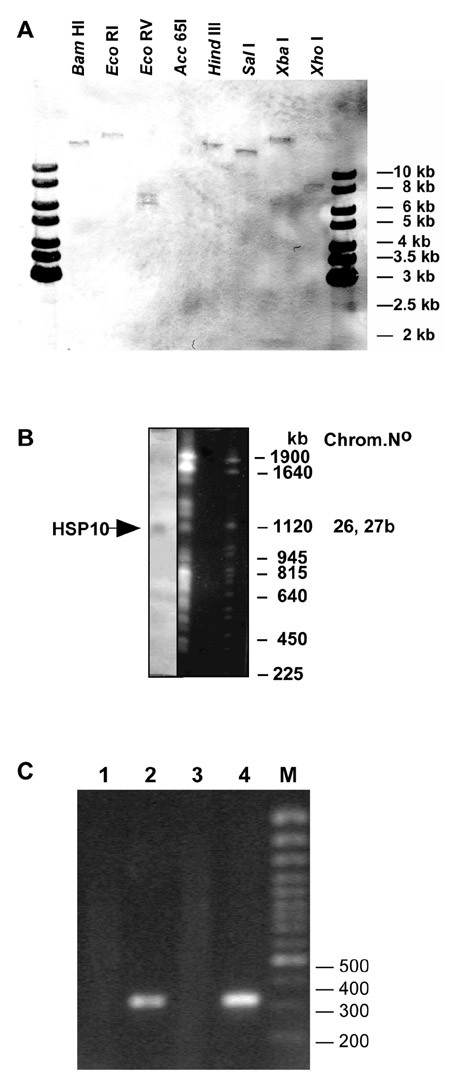 Stage-specific expression of the mitochondrial co-chaperonin of Leishmania donovani, CPN10.