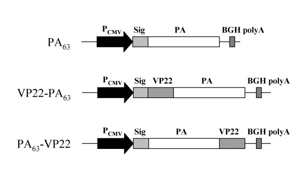 Evaluation of the VP22 protein for enhancement of a DNA vaccine against anthrax.