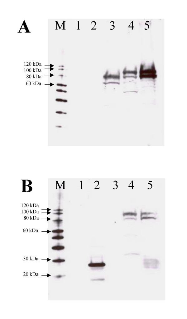 Evaluation of the VP22 protein for enhancement of a DNA vaccine against anthrax.