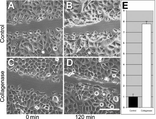 Collagenase promotes the cellular responses to injury and wound healing in vivo.