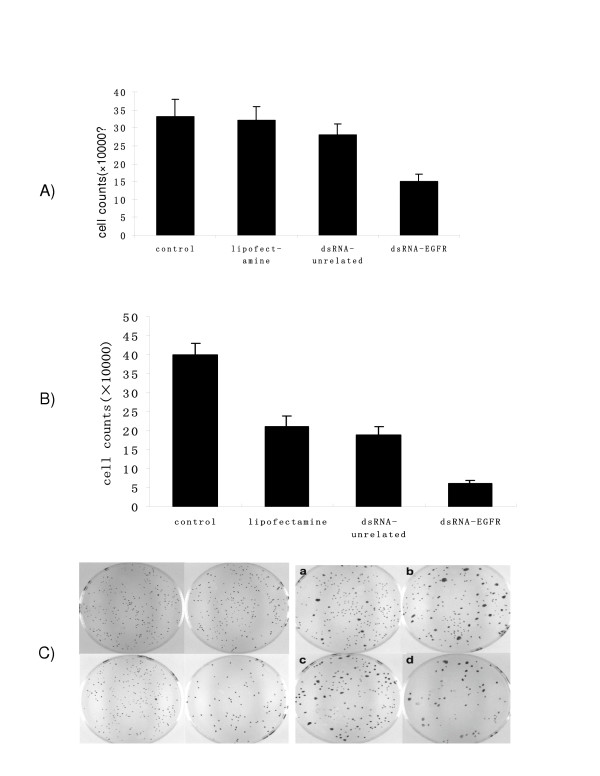 Silencing the epidermal growth factor receptor gene with RNAi may be developed as a potential therapy for non small cell lung cancer.