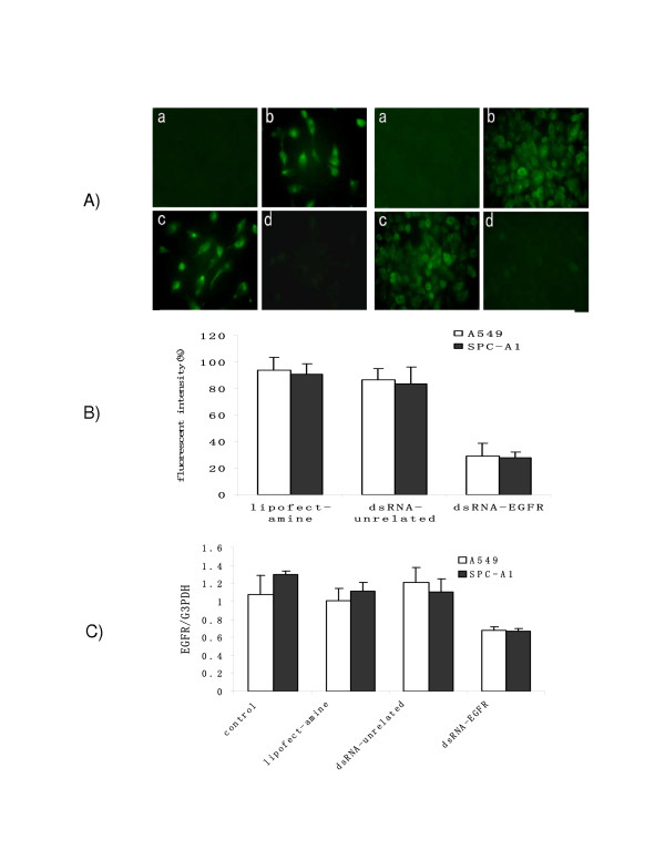 Silencing the epidermal growth factor receptor gene with RNAi may be developed as a potential therapy for non small cell lung cancer.