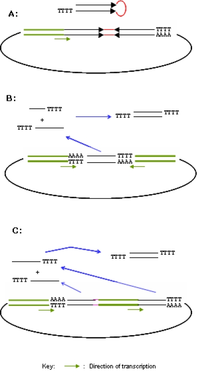 Vector-based siRNA delivery strategies for high-throughput screening of novel target genes.