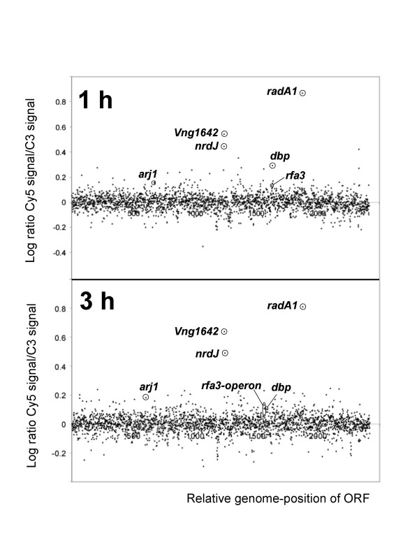 UV irradiation induces homologous recombination genes in the model archaeon, Halobacterium sp. NRC-1.