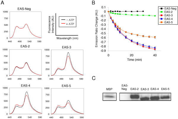 Development of ERK Activity Sensor, an in vitro, FRET-based sensor of Extracellular Regulated Kinase activity.