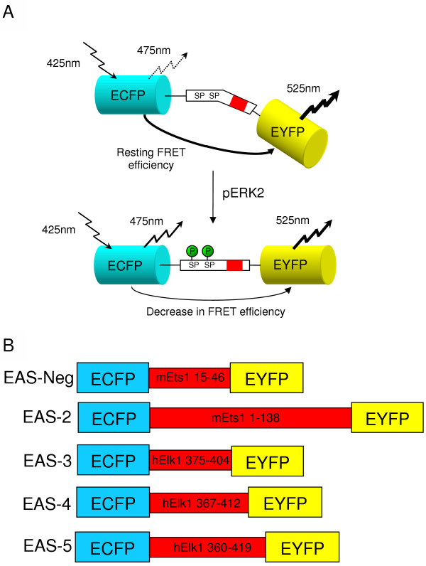 Development of ERK Activity Sensor, an in vitro, FRET-based sensor of Extracellular Regulated Kinase activity.