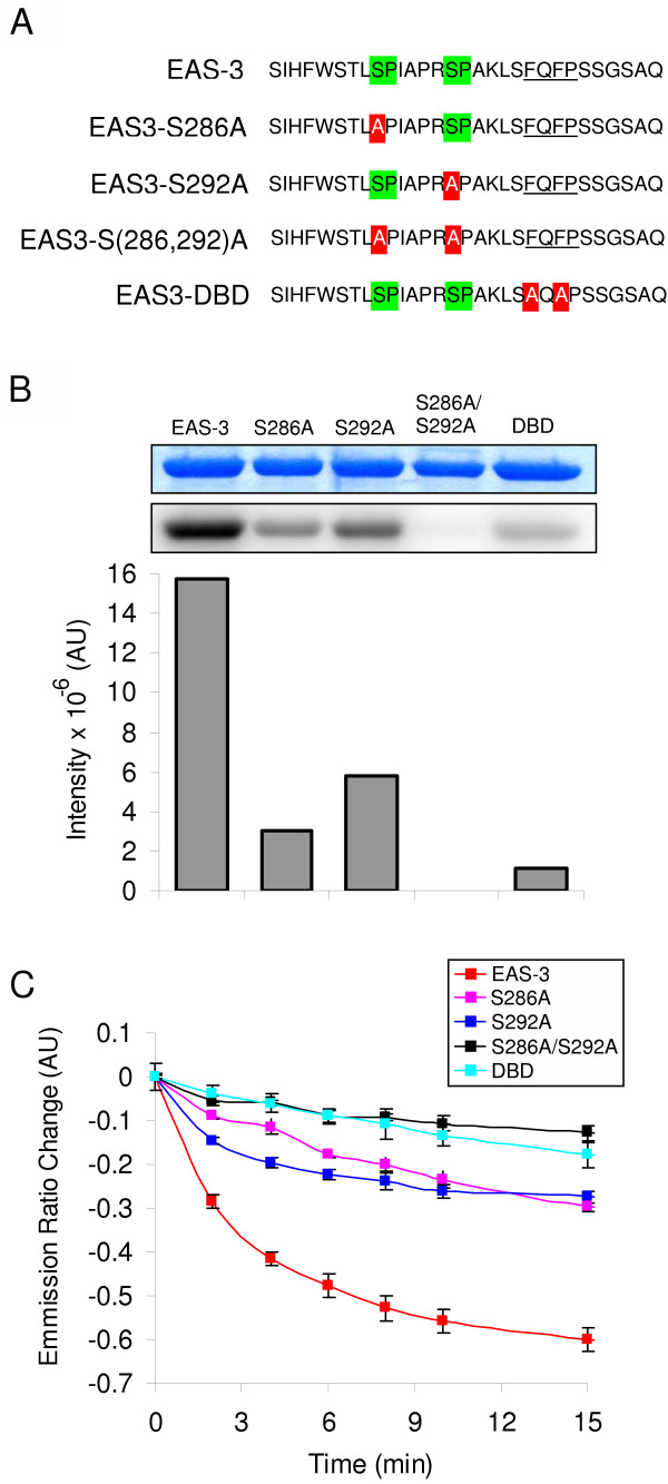 Development of ERK Activity Sensor, an in vitro, FRET-based sensor of Extracellular Regulated Kinase activity.