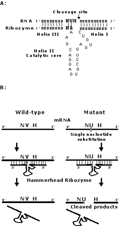 Selective cleavage of AChR cRNAs harbouring mutations underlying the slow channel myasthenic syndrome by hammerhead ribozymes.