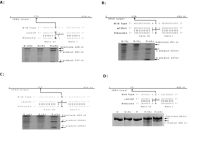 Selective cleavage of AChR cRNAs harbouring mutations underlying the slow channel myasthenic syndrome by hammerhead ribozymes.