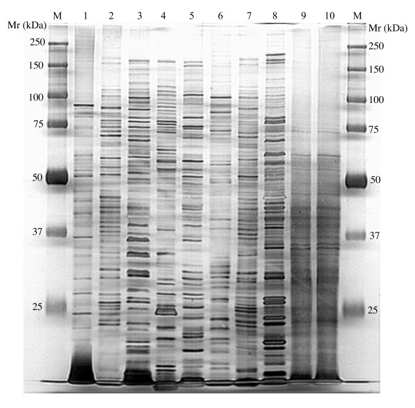 Metaproteomic analysis of Chesapeake Bay microbial communities.