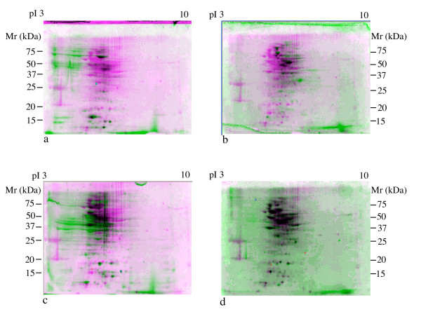 Metaproteomic analysis of Chesapeake Bay microbial communities.