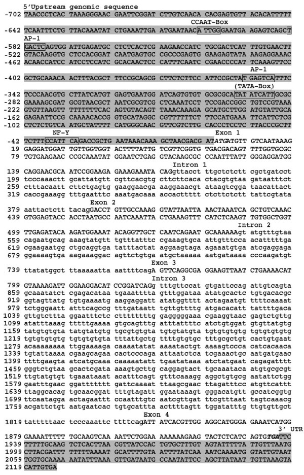 Studies on Acanthocheilonema viteae cystatin: genomic organization, promoter studies and expression in Caenorhabditis elegans.