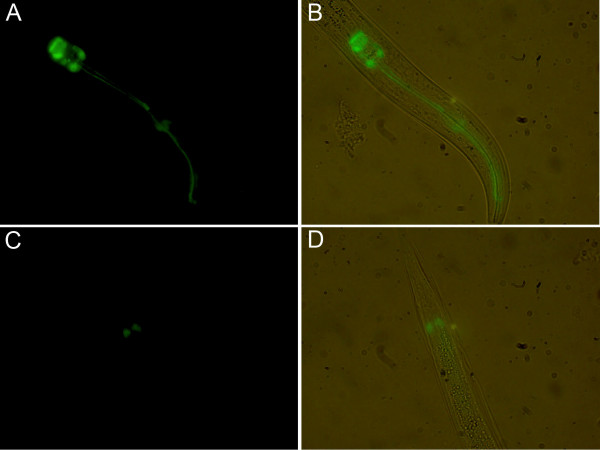 Studies on Acanthocheilonema viteae cystatin: genomic organization, promoter studies and expression in Caenorhabditis elegans.