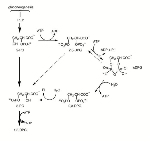 Organic compatible solutes of halotolerant and halophilic microorganisms.