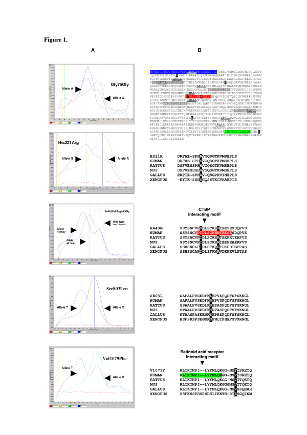 Preliminary molecular genetic analysis of the Receptor Interacting Protein 140 (RIP140) in women affected by endometriosis.