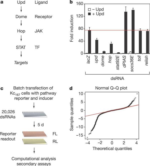 Identification of JAK/STAT signalling components by genome-wide RNA interference