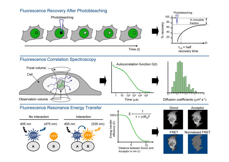 Integrating nuclear receptor mobility in models of gene regulation.