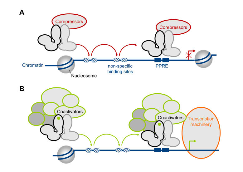 Integrating nuclear receptor mobility in models of gene regulation.