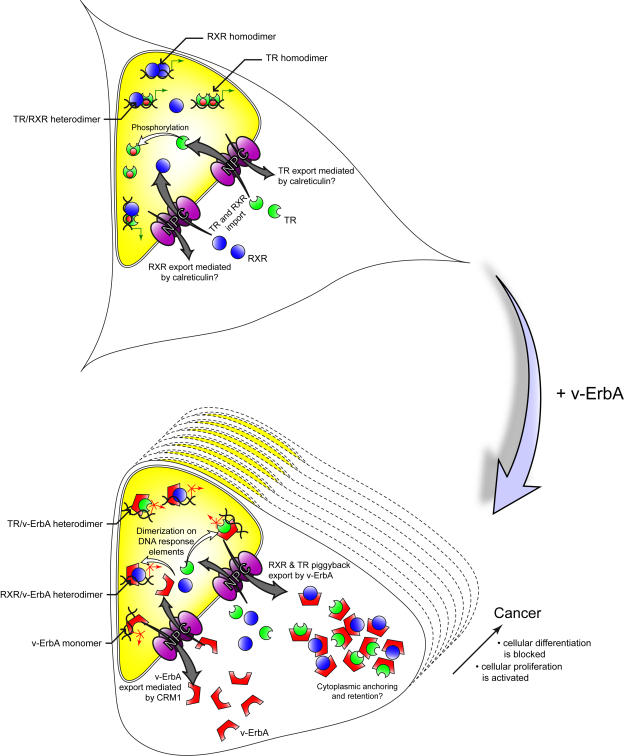 Oncogenic conversion of the thyroid hormone receptor by altered nuclear transport.