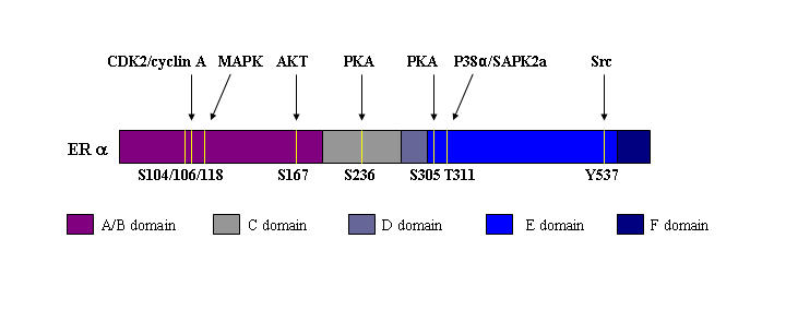 Application of phosphorylation site-specific antibodies to measure nuclear receptor signaling: characterization of novel phosphoantibodies for estrogen receptor alpha.