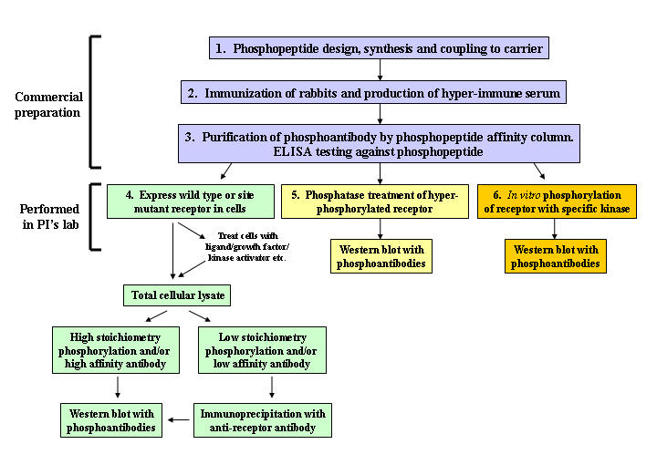 Application of phosphorylation site-specific antibodies to measure nuclear receptor signaling: characterization of novel phosphoantibodies for estrogen receptor alpha.