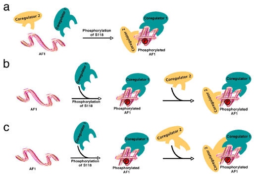 The cell-specific activity of the estrogen receptor alpha may be fine-tuned by phosphorylation-induced structural gymnastics.