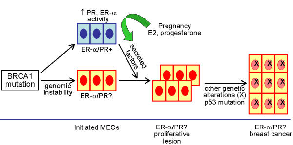 Regulation of progesterone receptor signaling by BRCA1 in mammary cancer.