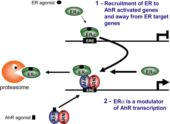 Estrogen receptor and aryl hydrocarbon receptor signaling pathways.